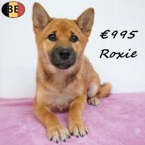 Roxie, un chiot Shiba Inu plein de caractère, 15 semaines à 1 an, Commerçant, Belgique, Un chien