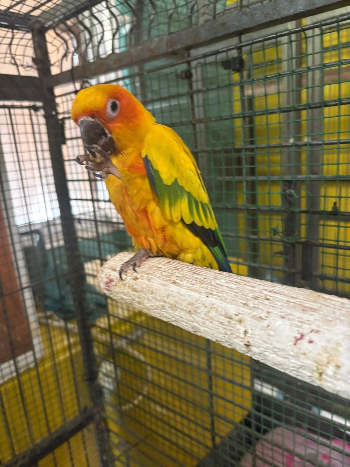Conure soleil, Dieren en Toebehoren, Vogels | Parkieten en Papegaaien, Mannelijk, Parkiet, Geringd