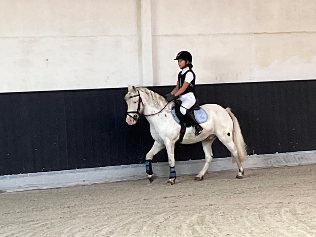 appaloosa B pony bombproof allround wedstrijdervaring, Dieren en Toebehoren, Met stamboom, Ruin, Springpony, L