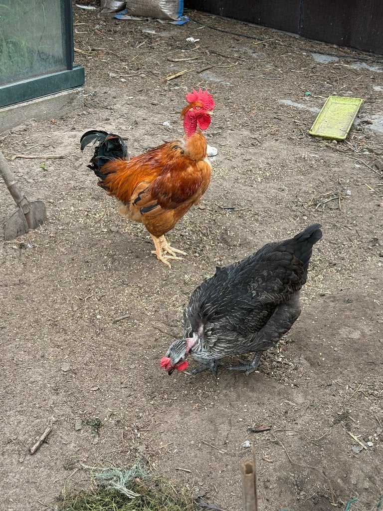 Cou nu / naakthals haan, Dieren en Toebehoren, Pluimvee