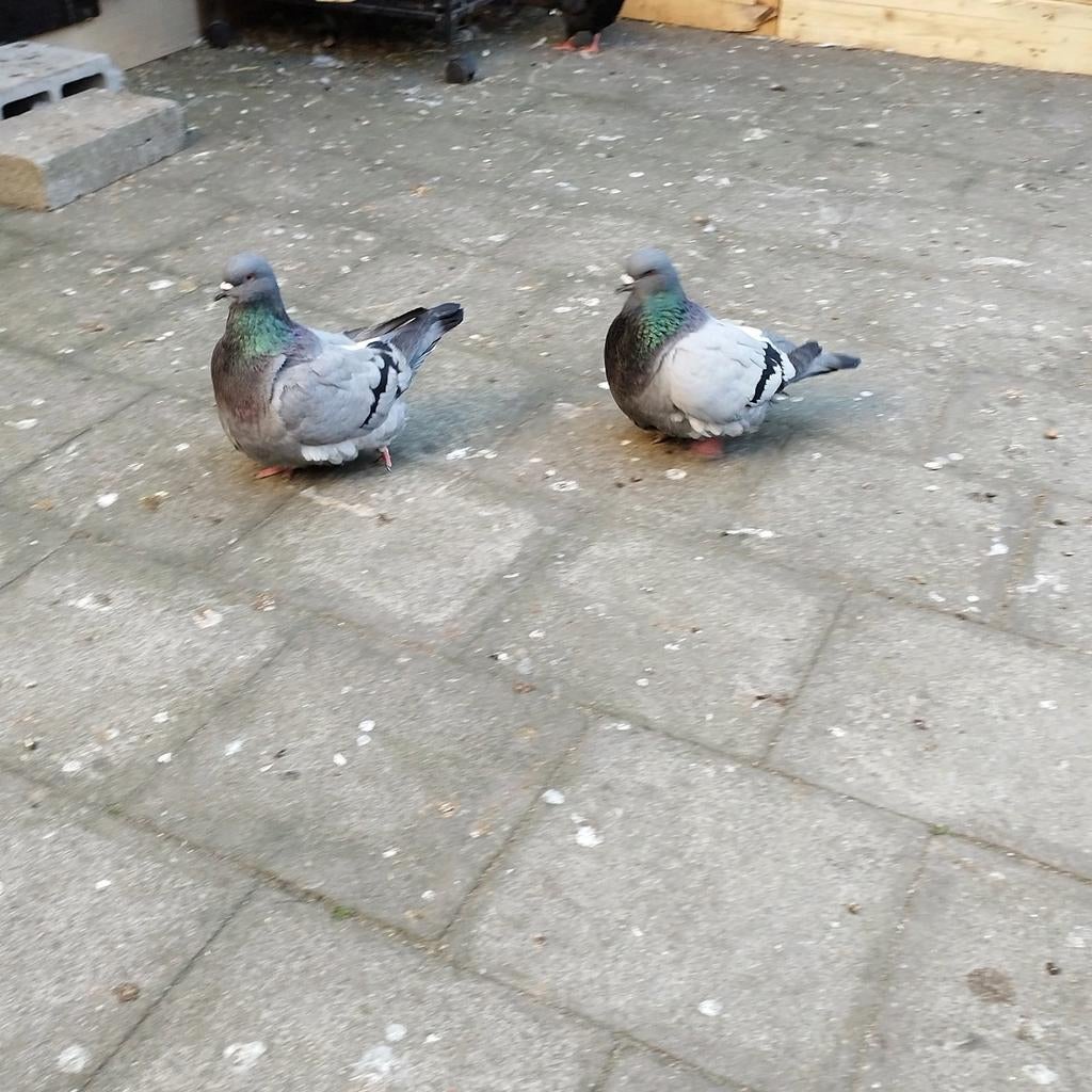 Moundain duiven, Dieren en Toebehoren, Pluimvee
