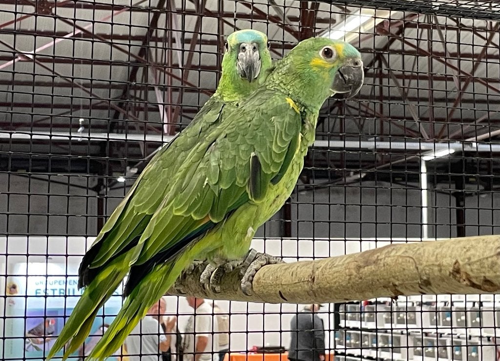 Jonge Amazones met blauwe voorkant (amazona aestiva), Meerdere dieren, Papegaai, Geringd