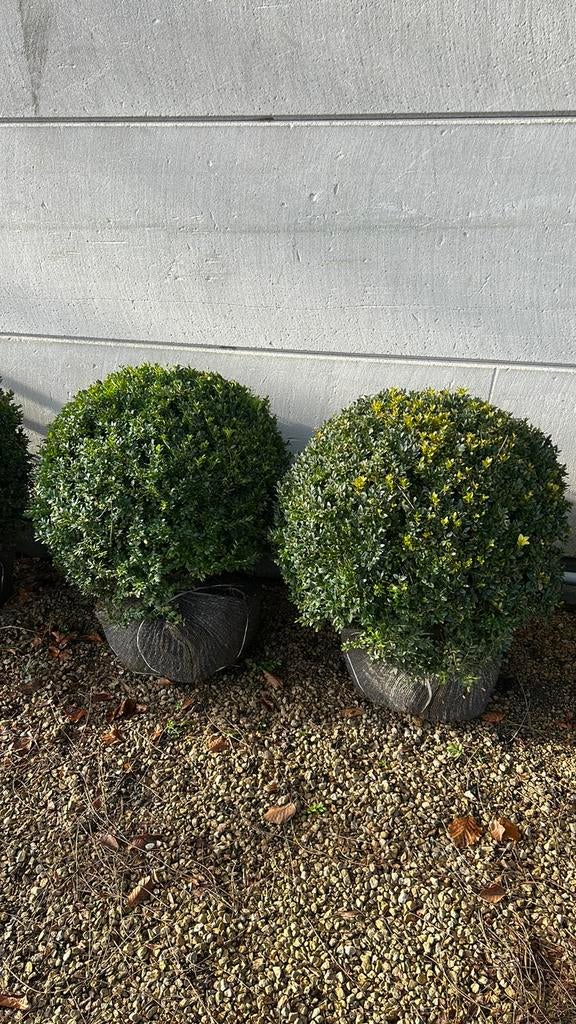 Buxus bol, Ophalen, Buxus