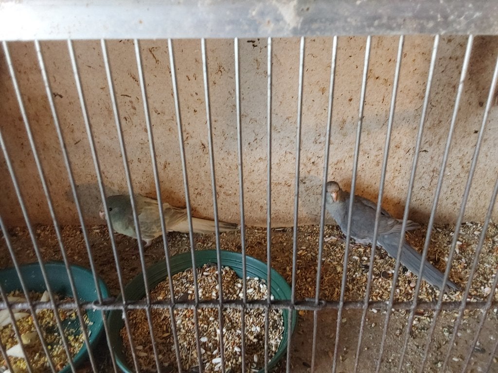 Koppel grijs kakariki 26, Animaux & Accessoires, Perruche, Bagué