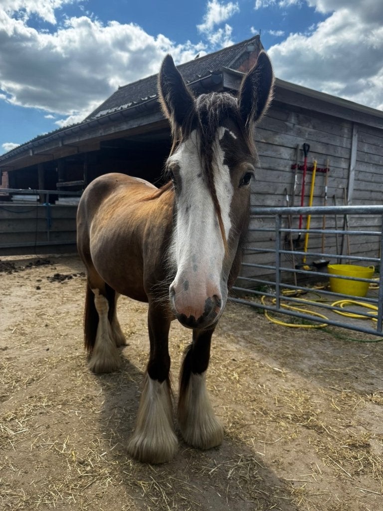 Tinker merrie - 4 jaar, Dieren en Toebehoren, Paarden, Merrie, Minder dan 160 cm, Met stamboom, Zadelmak