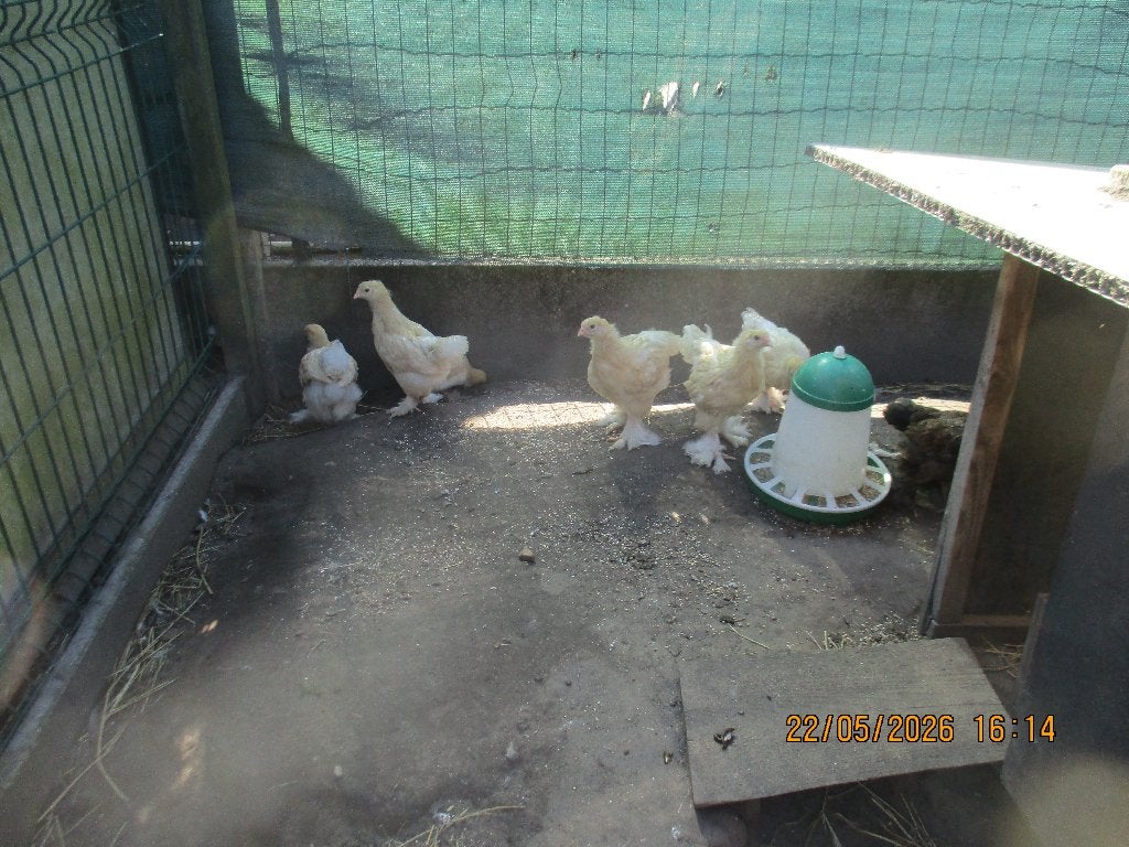 brahma groothoenders, Dieren en Toebehoren