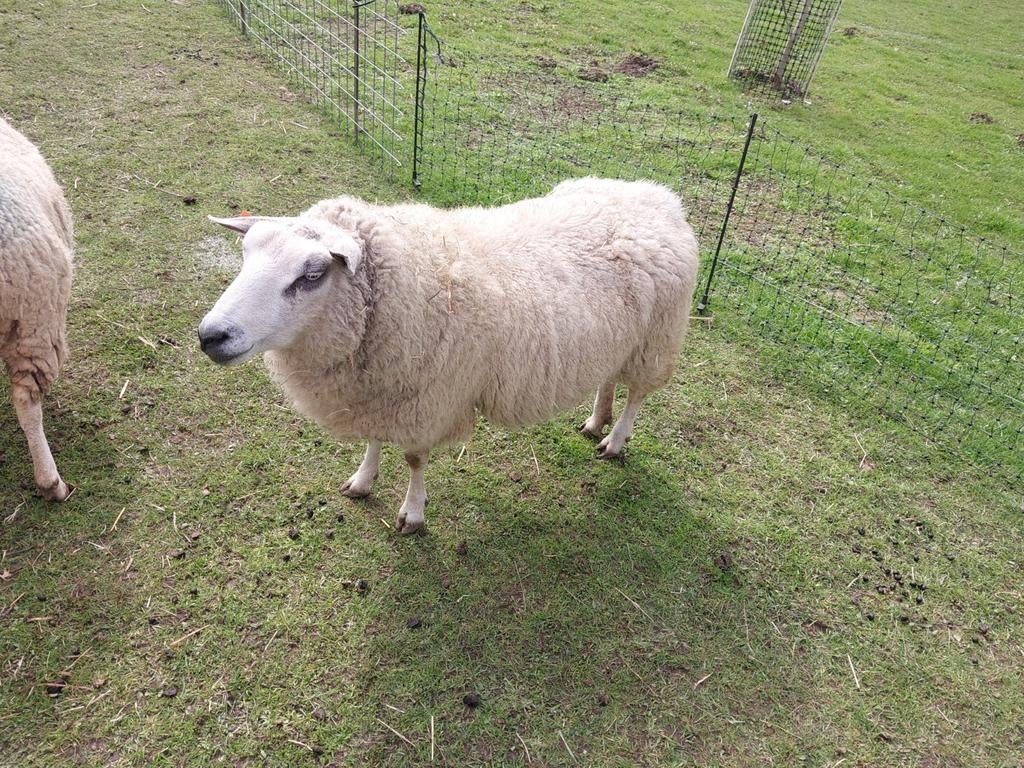 Volwassenen ooi, Dieren en Toebehoren, Schapen, Geiten en Varkens