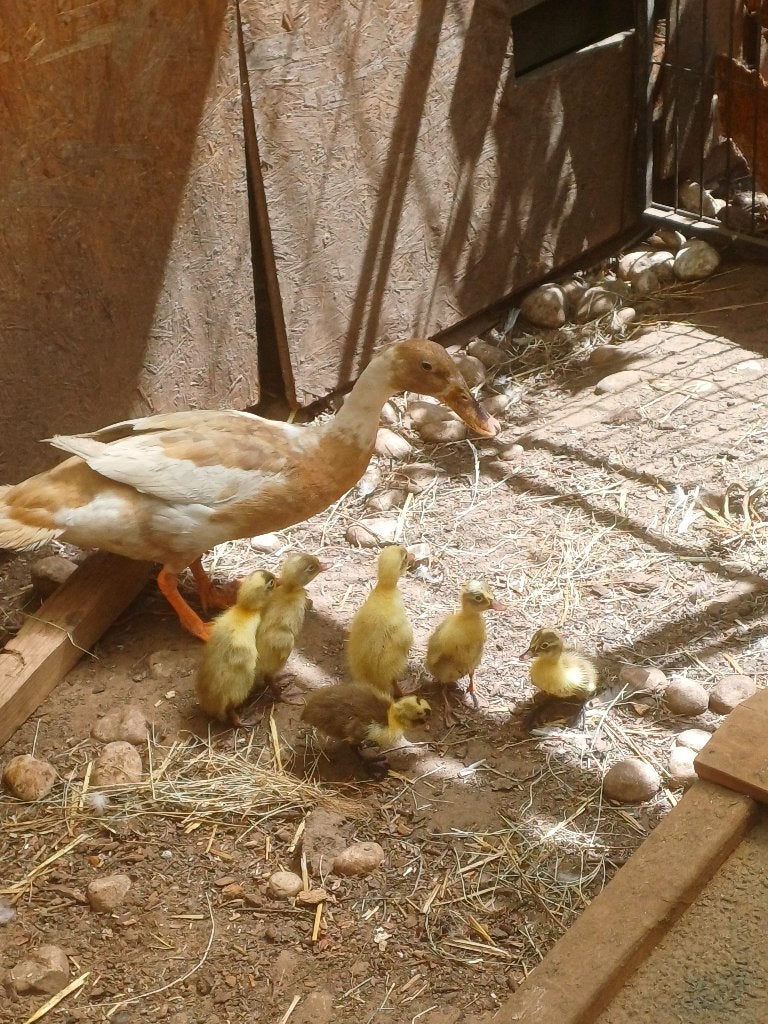Indische loopeend kuikens 1.dag kuikens, Dieren en Toebehoren, Geslacht onbekend, Eend