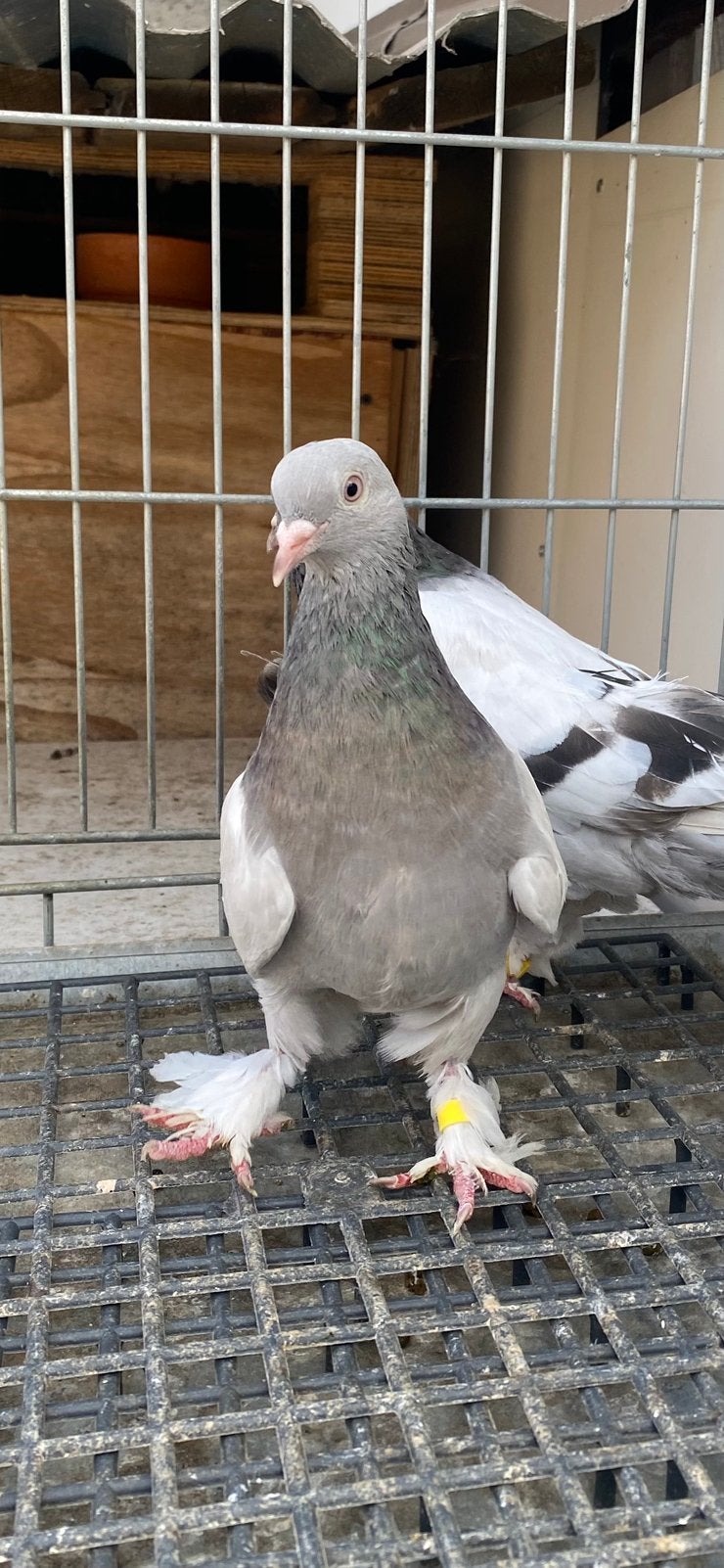 Ik zoek hem, hij is verdwenen., Dieren en Toebehoren