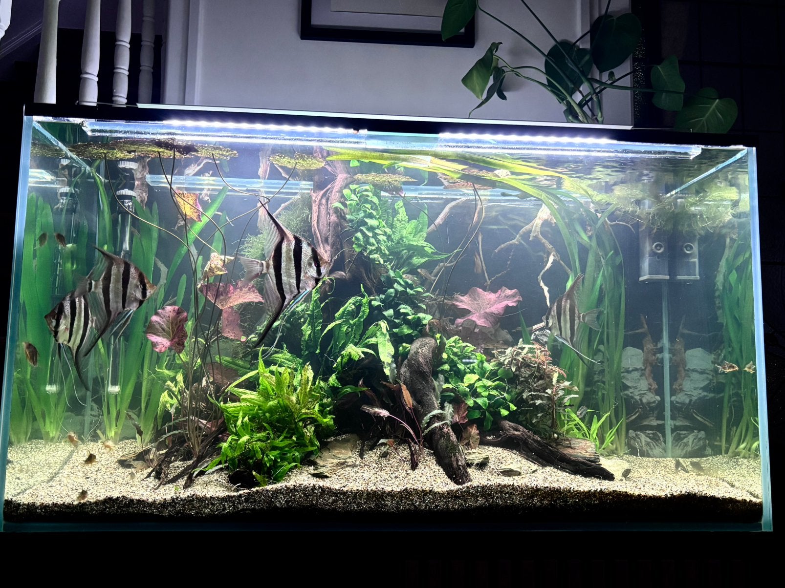Plante aquarium eau douce, Animaux & Accessoires, Enlèvement, Comme neuf