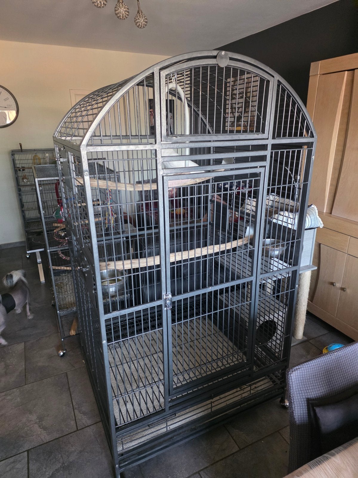 CACATOÈS ALBA MÂLE DE 4 ANS AVEC CAGE MONTANA, Animaux & Accessoires, Mâle