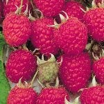 Bio frambozenplanten van 1m hoog uit volle grond., Jardin & Terrasse, Plantes | Arbres fruitiers, Enlèvement, 100 à 250 cm, Ombre partielle