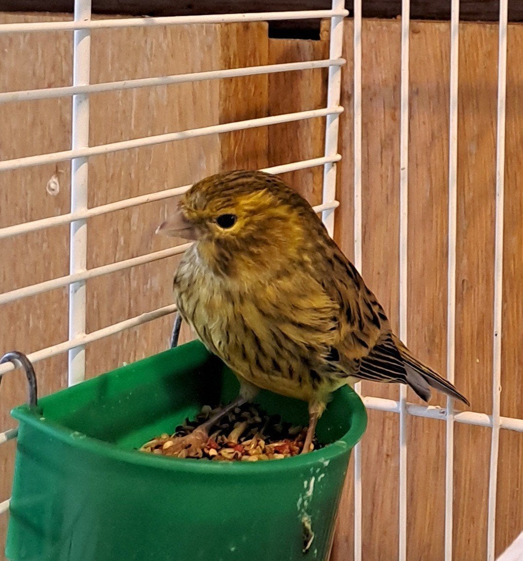 2 magnifiques jeunes canaris, à fourrure foncée, du printemp, Animaux & Accessoires, Oiseaux | Canaris, Sexe inconnu