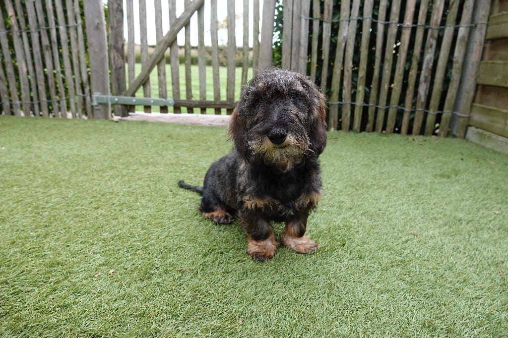 Chiots Teckel nains à poil dur, avec pedigree, 15 semaines à 1 an, Maladie de Carré (chiens), Éleveur | Professionnel, Poils durs
