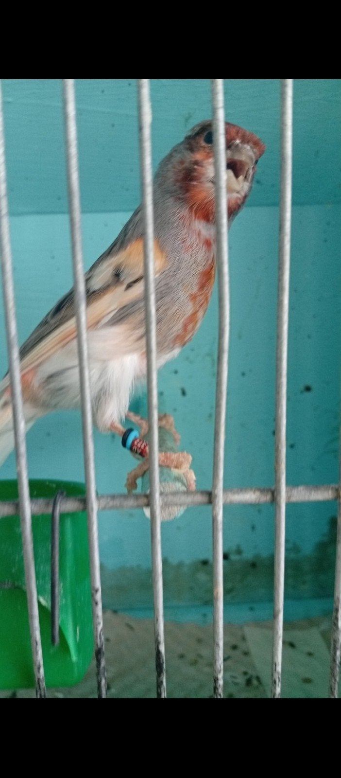 Canaris mâle arlequin bon chanteur à, Animaux & Accessoires, Mâle, Oiseau tropical, Bagué