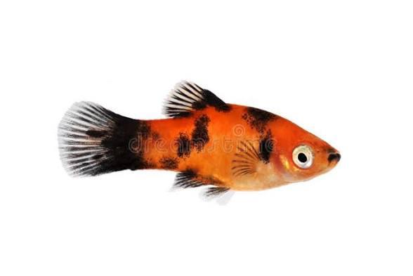 Oranje Panda Platy (Jong volwassen), Dieren en Toebehoren, Vis