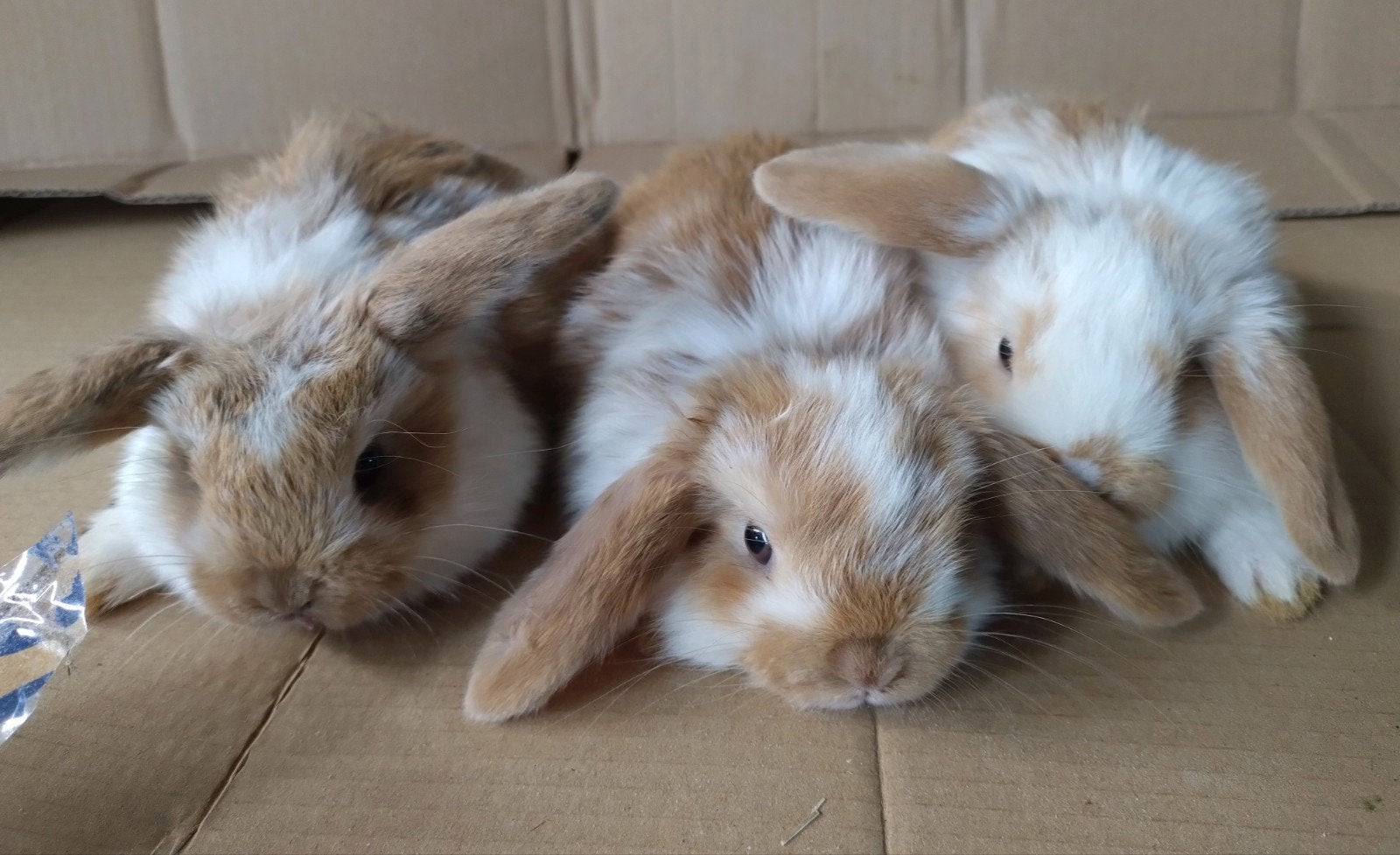 Dwerghangoor x minilop voedstertje, Dieren en Toebehoren, Vrouwelijk, Hangoor, 0 tot 2 jaar
