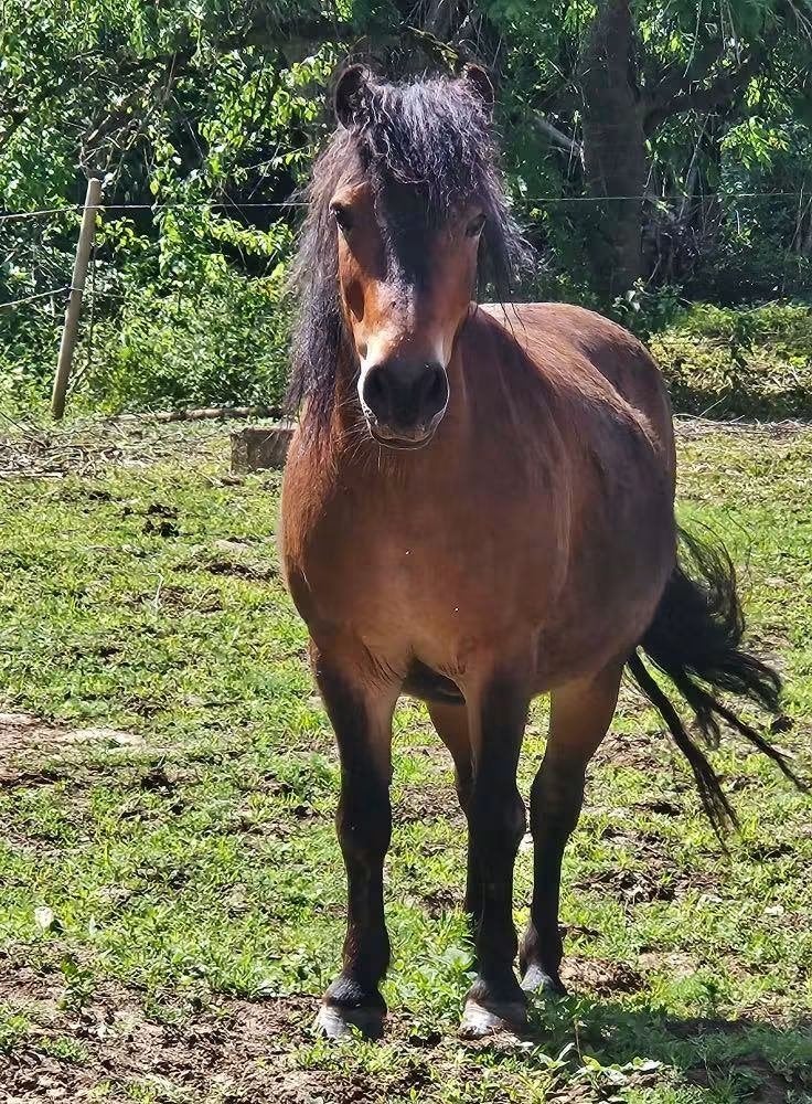 Ponette assurance vie, Animaux & Accessoires, Avec puce électronique, 11 ans ou plus, Débourré, Poney de récréation