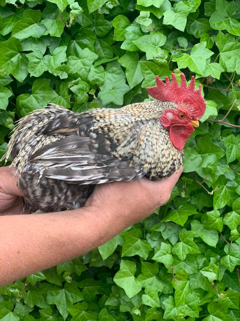 Haan (cochin), Dieren en Toebehoren, Pluimvee, Mannelijk, Kip