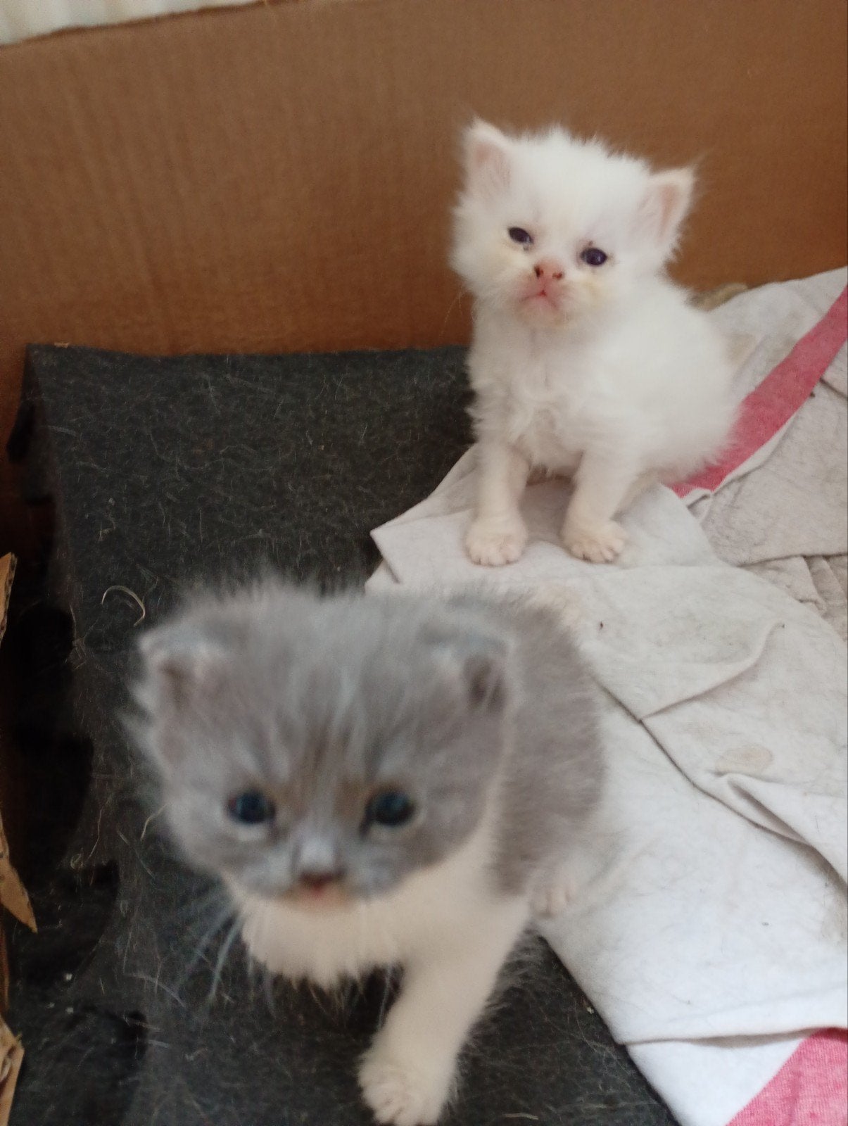 Brits Korthaar bicolor / witte Brits Langhaar kitten, Dieren en Toebehoren, Katten en Kittens | Raskatten | Korthaar, Meerdere dieren