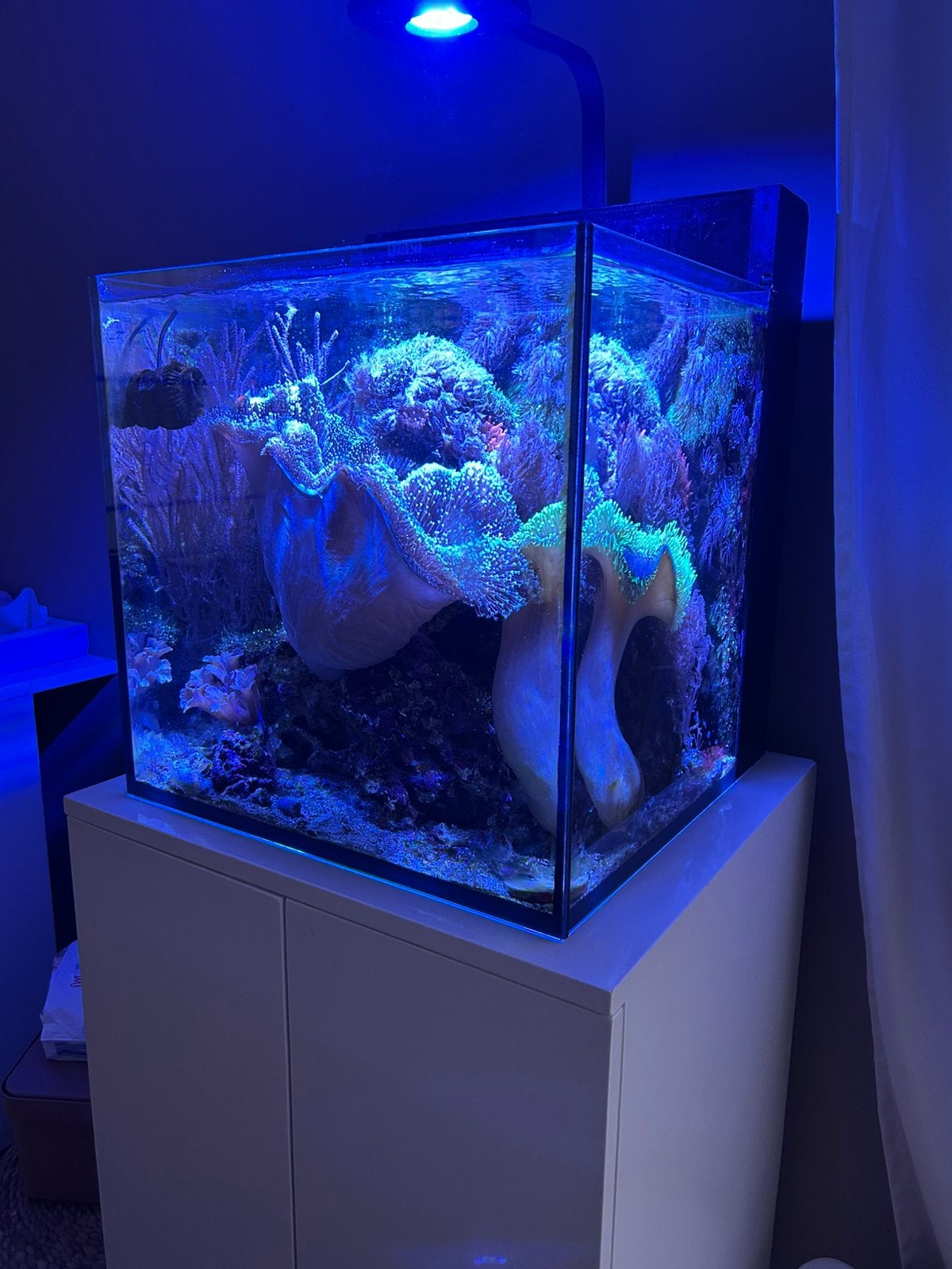 Red sea nano zeeaquarium, Animaux & Accessoires, Enlèvement, Comme neuf, Red Sea