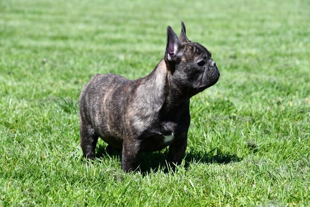 Franse Bulldog pups te koop, 15 weken tot 1 jaar, Buitenland, Meerdere, Meerdere dieren