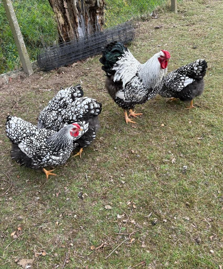 Broedeieren Wyandotte groothoender, Dieren en Toebehoren, Meerdere dieren, Kip