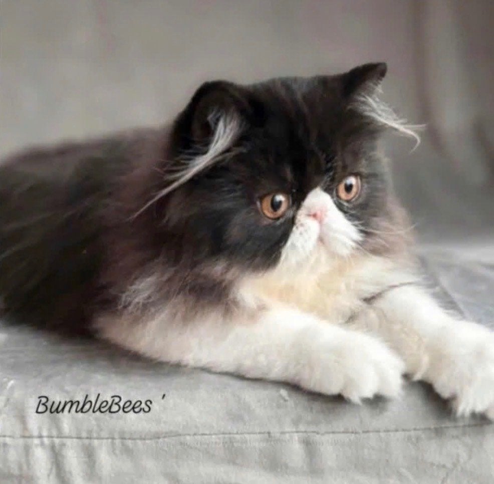 Liefdevol thuis gezocht voor onze Angel 🐾, Animaux & Accessoires, Chats & Chatons | Chats de race | Poil long, Chat, 0 à 2 ans