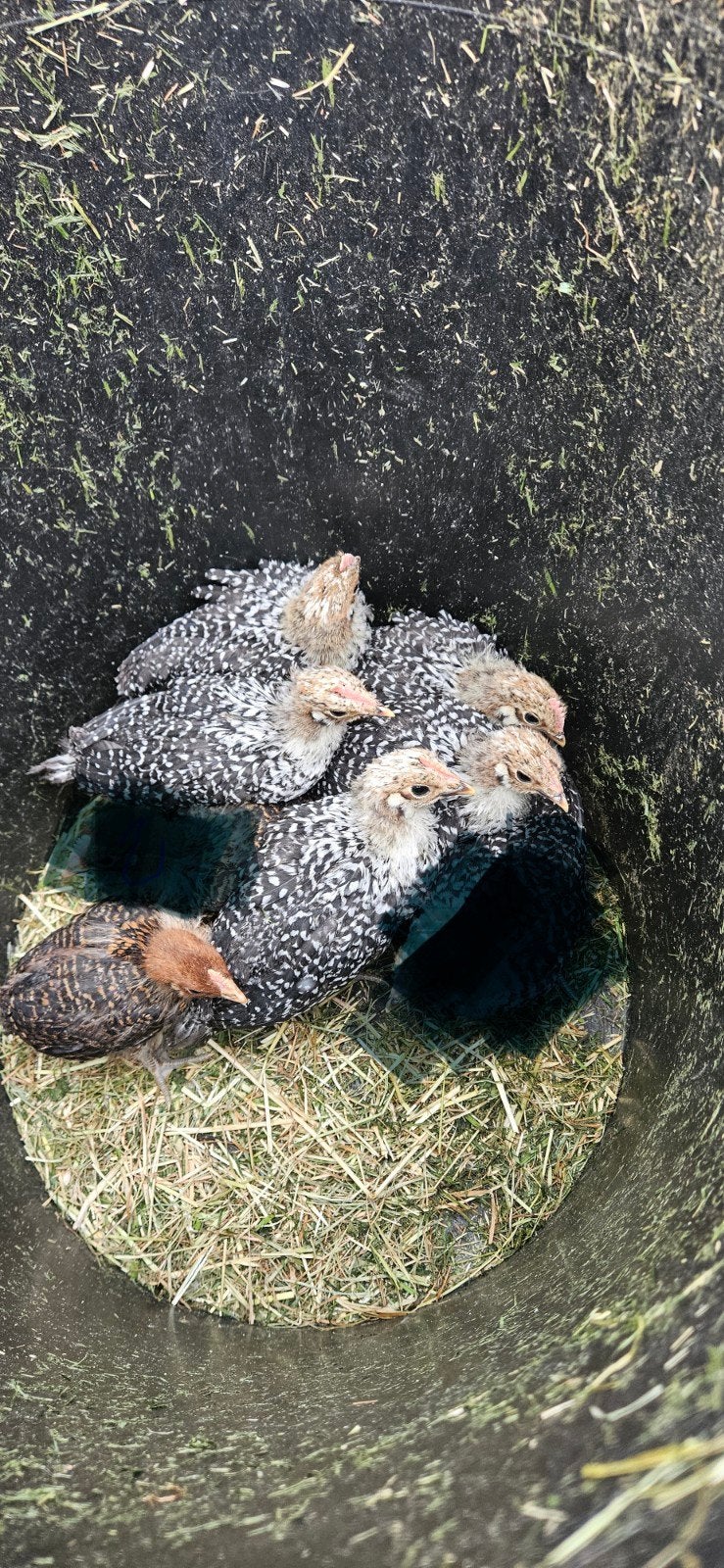 6 kuikentjes ( 5 zilver en 1 Goudbrakel) voor 25 euro samen, Dieren en Toebehoren, Pluimvee