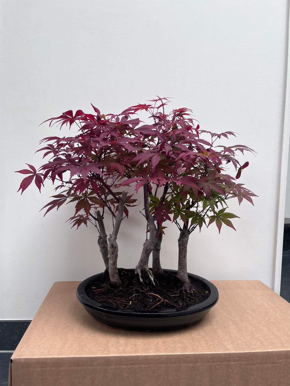 Acer Atropurpureum bonsai, Ophalen
