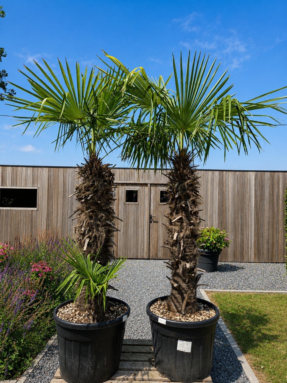 Winterharde palmboom Trachycarpus Fortunei, Enlèvement, Palmier