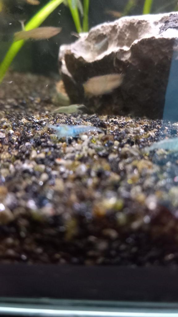 Crevette blue jelly, Enlèvement
