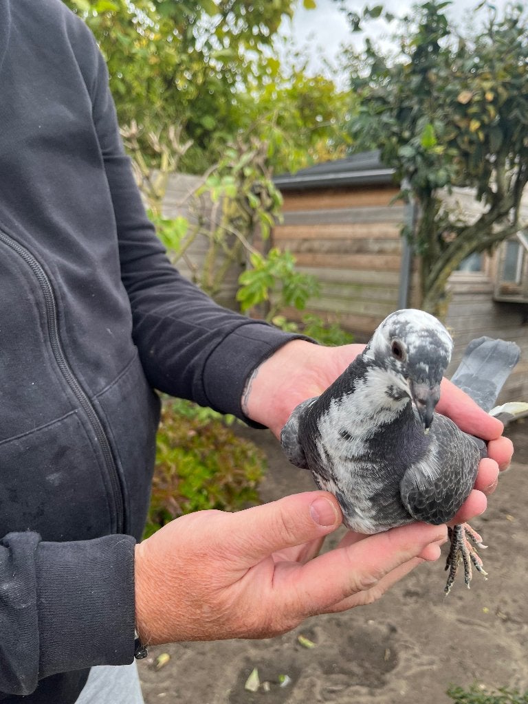 sportduif, Animaux & Accessoires, Pigeon voyageur