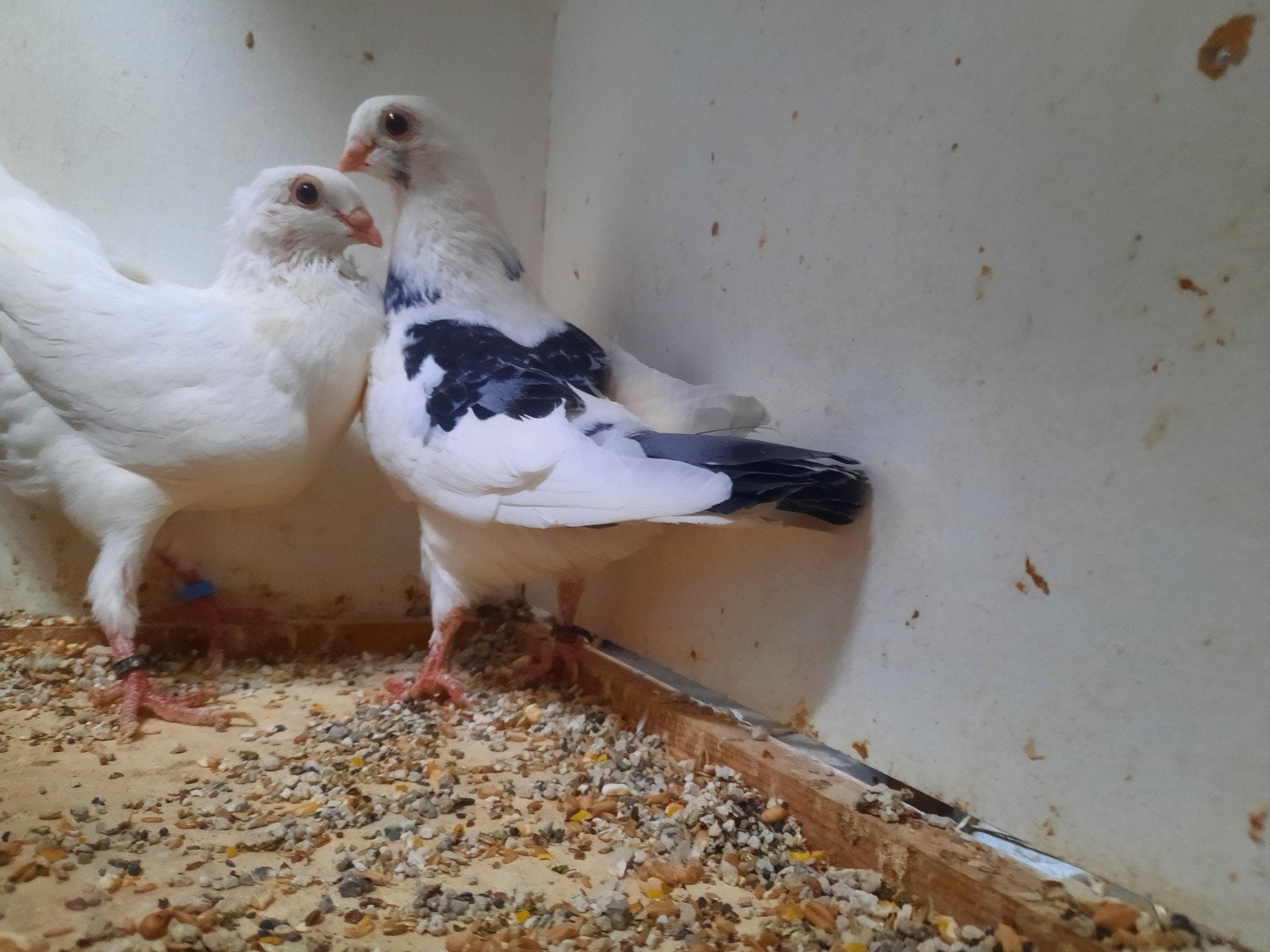 figurita duifjes 4 bewezen koppels te koop  15 € per koppel, Dieren en Toebehoren, Meerdere dieren, Overige soorten