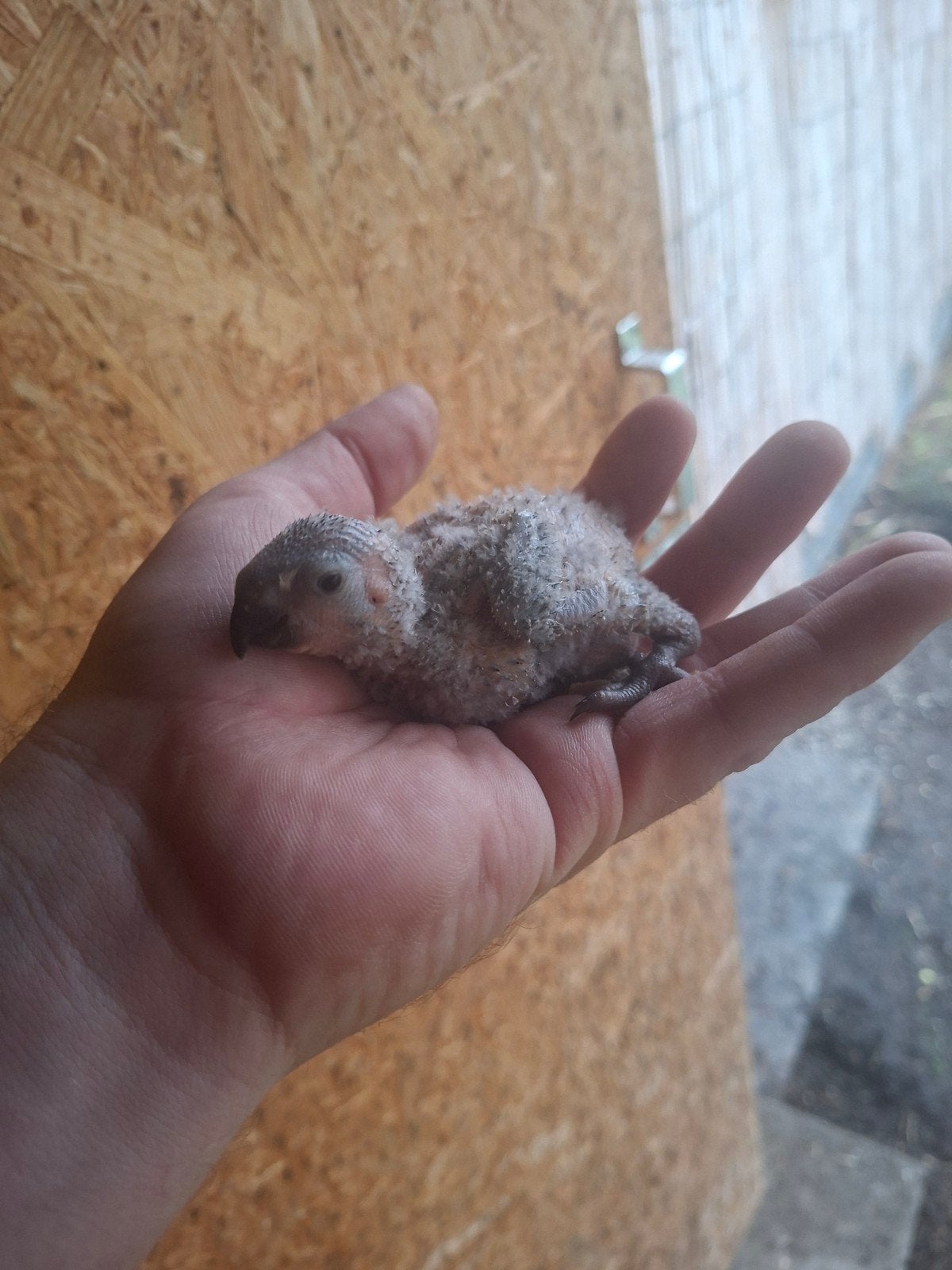 Lori van de blauwebergen, Dieren en Toebehoren