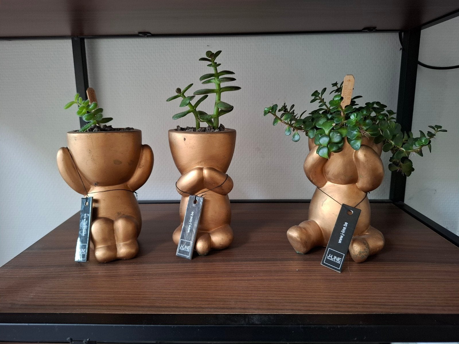 3 j line beeltjes horen zien en zwijgen met plantjes, Ophalen