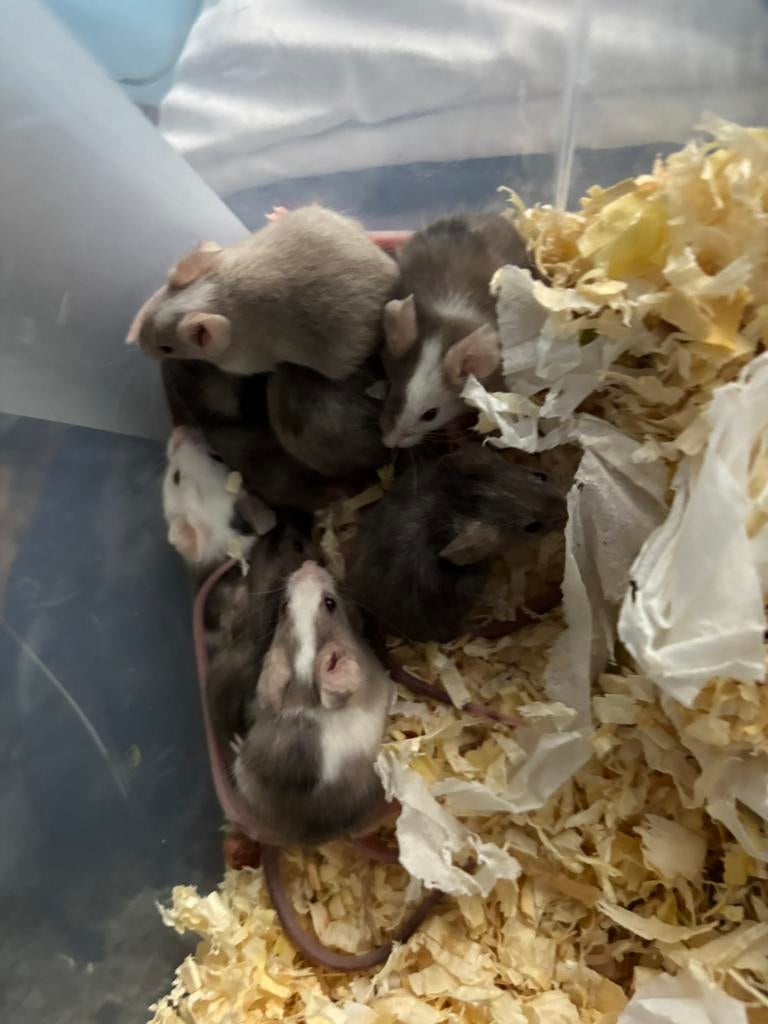 Muisjes kleur muisjes zowel V als M, April, Meerdere dieren, Muis