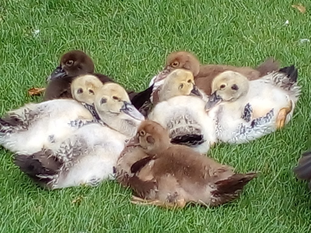 Barberie, Sexe inconnu, Canard