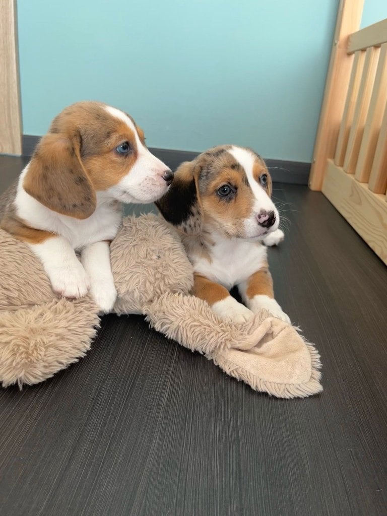 Prachtige Beagi pups (beagle x corgi), Dieren en Toebehoren, Honden | Beagles, Bassets en Lopende honden, Meerdere dieren, Beagle