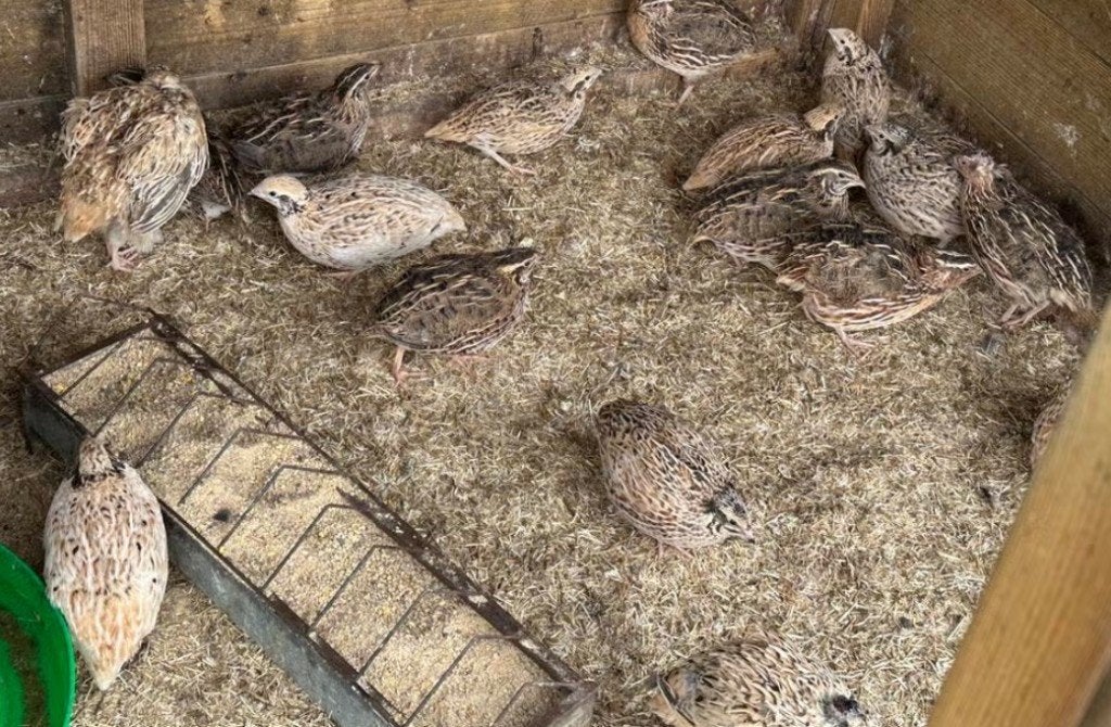 Japanse kwartels hennen en hanen, Plusieurs animaux, Autres espèces