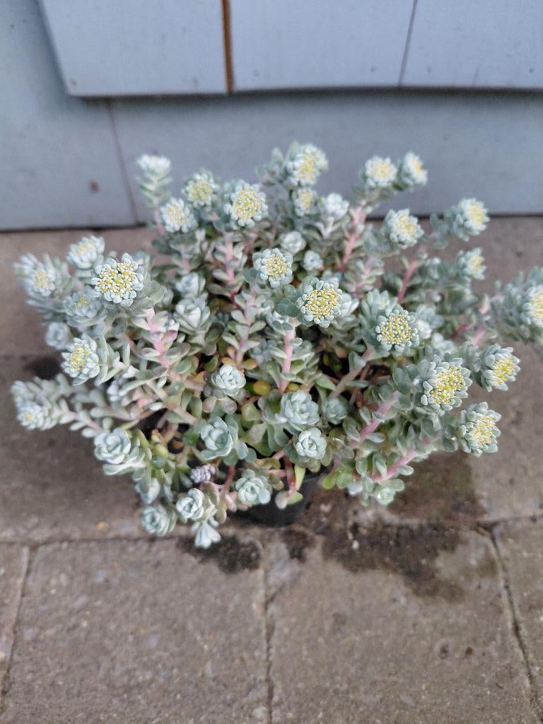 Sedum Cape Blanco, Tuin en Terras, Ophalen, Halfschaduw