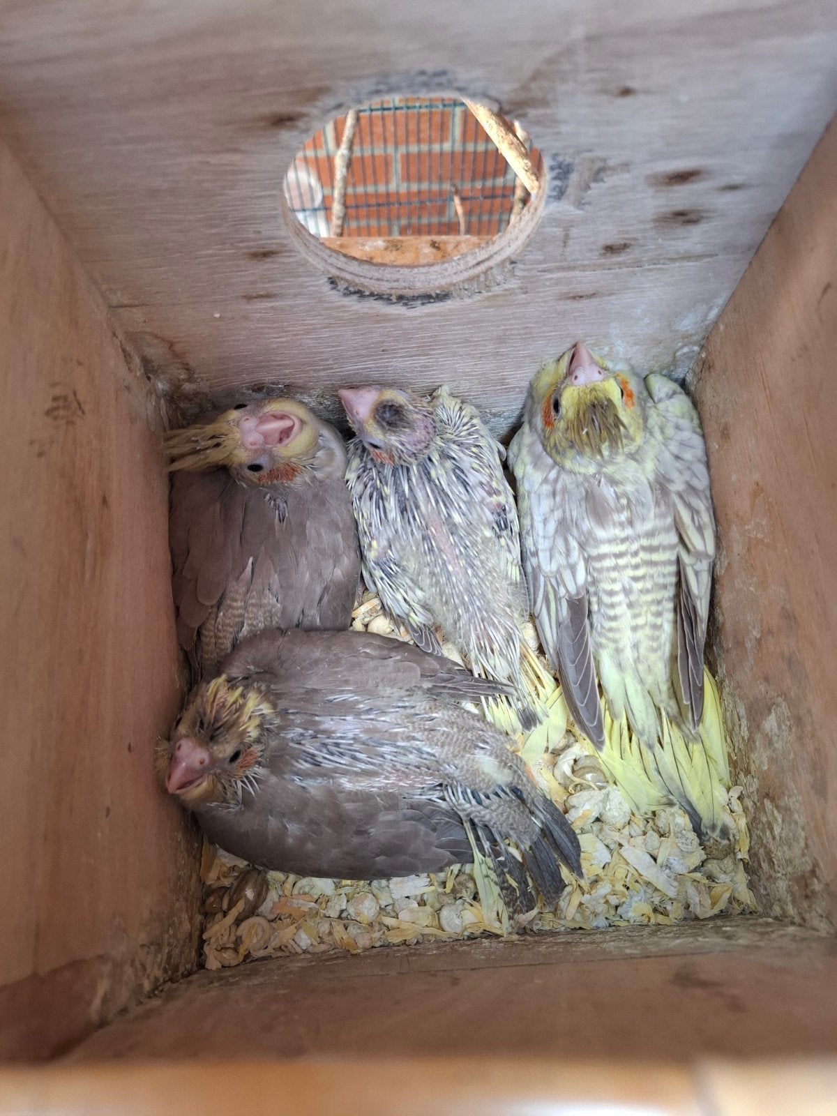 Valkparkieten, Dieren en Toebehoren