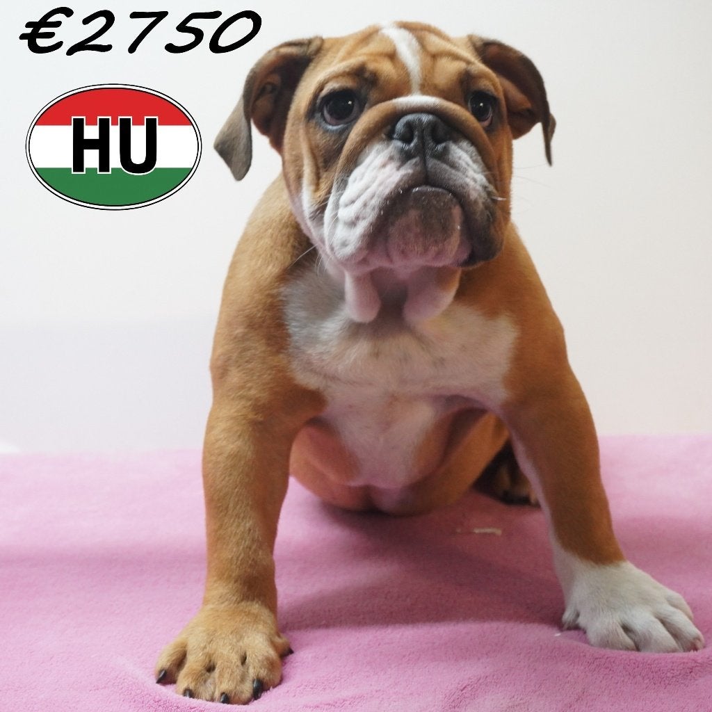 Engelse Bulldog pups te koop – Rust en charme, Dieren en Toebehoren, 15 weken tot 1 jaar, Handelaar, Buitenland, Meerdere