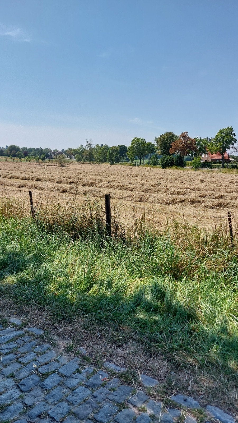 Hooi in midibalen met plastiek, eerste snede!!!, Ophalen