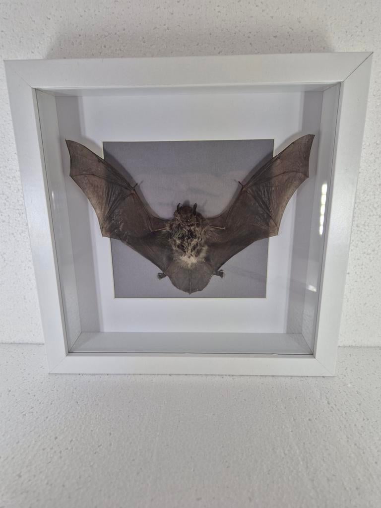 Lijst met vleermuis, Ophalen of Verzenden