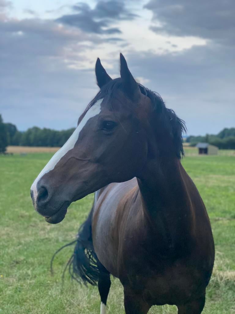 Super lieve merrie te koop, Avec pedigree, 11 ans ou plus, 160 à 165 cm, Cheval de saut