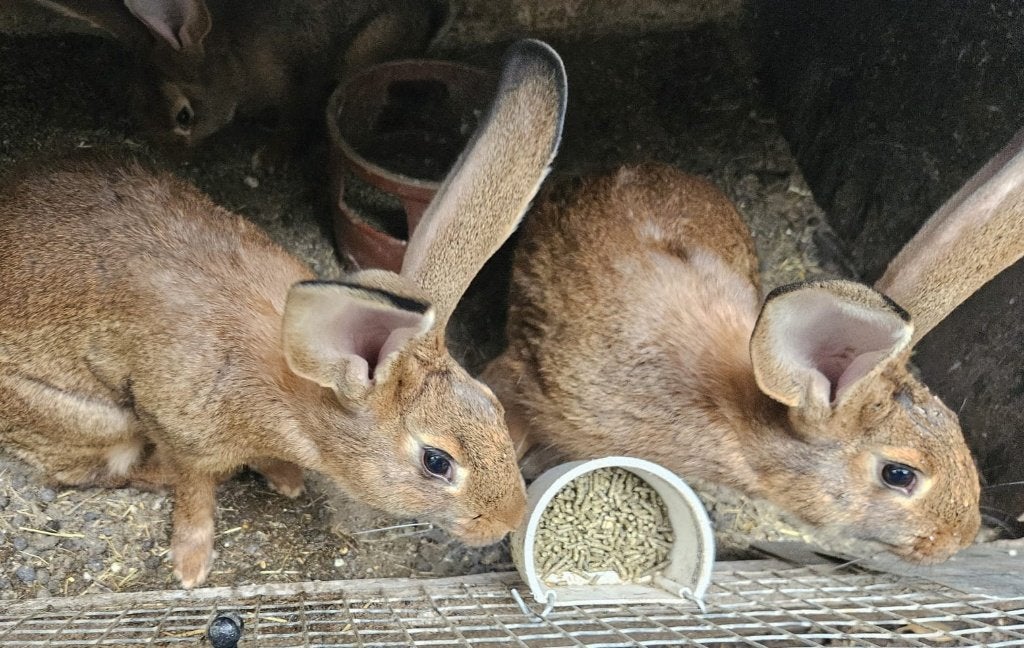 Kruising vlaamse reus x haaskonijn, Dieren en Toebehoren, Konijnen, Mannelijk, Groot, 0 tot 2 jaar