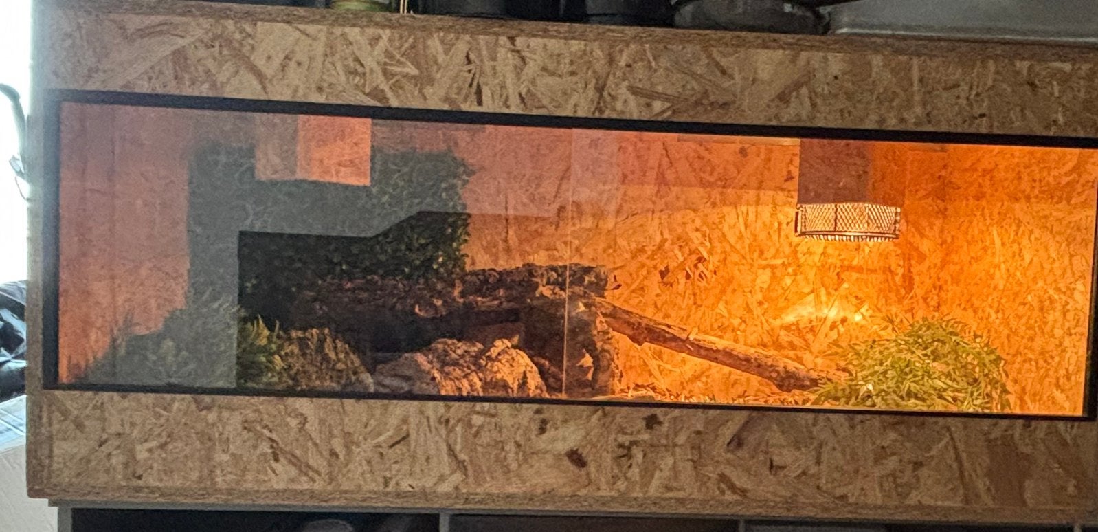 Baardagaam met terrarium, Dieren en Toebehoren, Reptielen en Amfibieën, Met terrarium