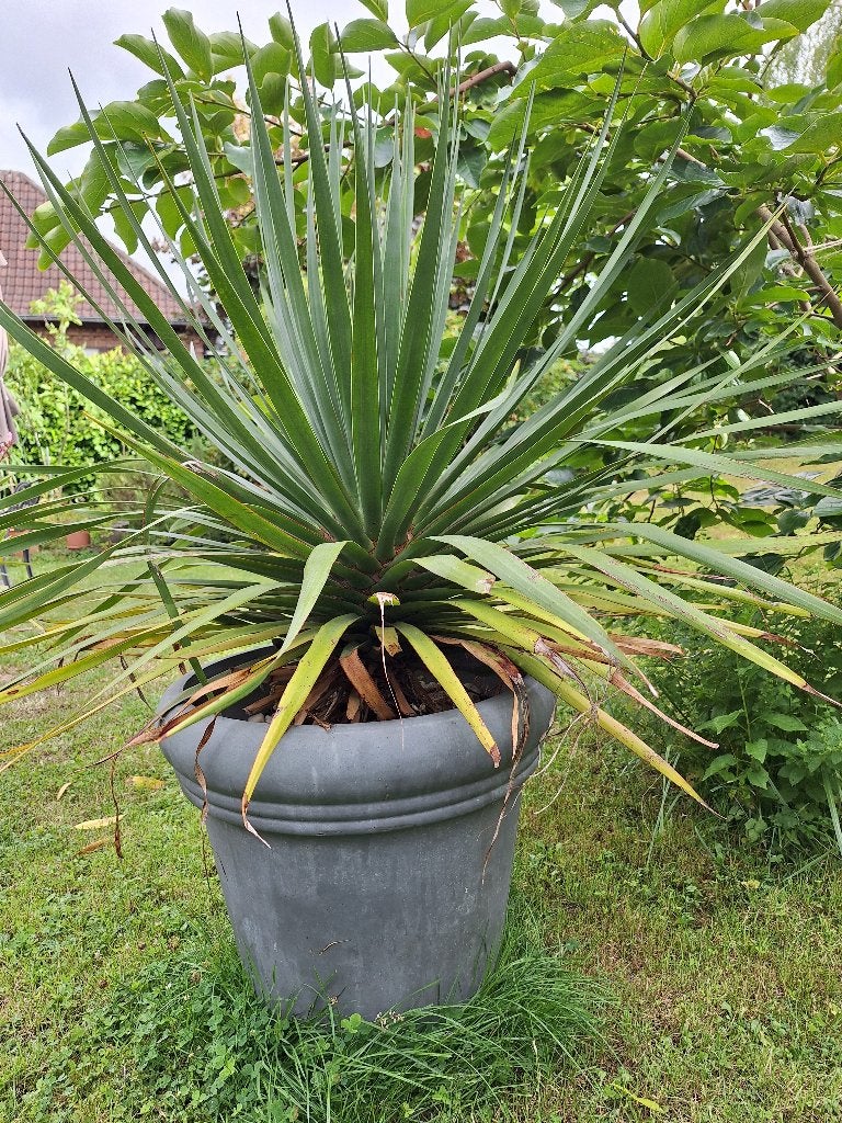 Dracaena Draco (drakenbloedboom), Tuin en Terras, Planten | Tuinplanten, Volle zon, Vaste plant, Bloeit niet, Ophalen