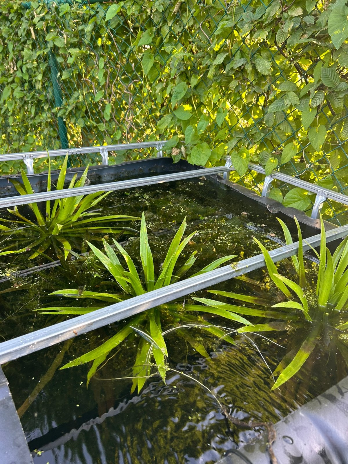 Vijverplanten, Ophalen, Zo goed als nieuw